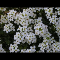 Alchemilla Grossidens (fam. Rosacees) (02)